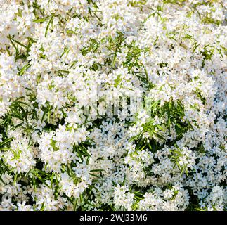 Sfondo di fiori bianchi. Choisya ternata - Oranger du Mexique - Perla Azteca. arancia messicana Foto Stock