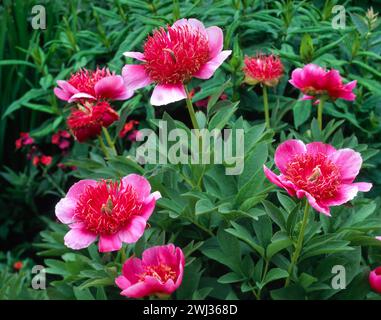 Grandi fiori di peonia rossa brillante con vegetazione verde che cresce nel giardino inglese, Inghilterra, Regno Unito Foto Stock