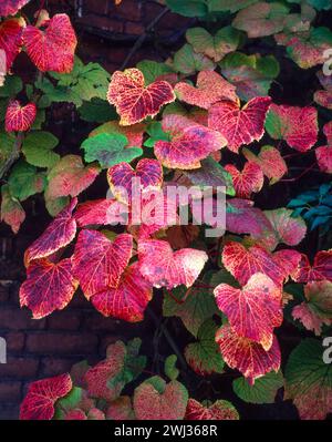 Foglie autunnali colorate e luminose / fogliame di Vitis coignetiae 'Crimson Glory Vine' che cresce nel giardino inglese, Inghilterra, Regno Unito Foto Stock