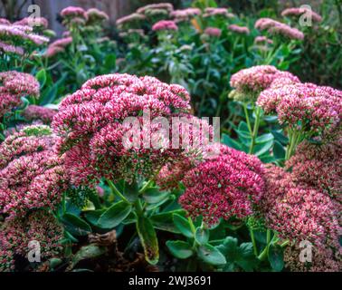 Ricco Hylotelephium rosa / Sedum spectabile 'Autumn Joy' e fiori più pallidi 'Brilliant' che crescono nel giardino inglese, Inghilterra, Regno Unito Foto Stock