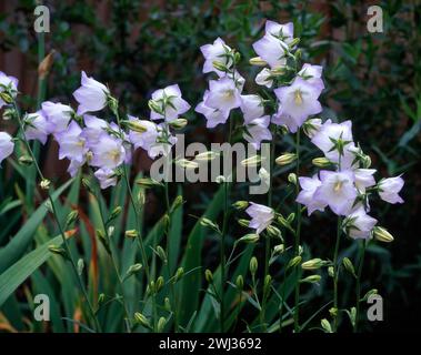 Delicati fiori lilla bianchi e pallidi di Campanula persicifolia "Chettle Charm" che crescono nel giardino inglese, Inghilterra, Regno Unito Foto Stock
