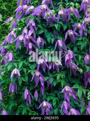 La splendida Clematis alpina "Blue Dancer" (in sintonia con clematis "Blue Dancer") cresce nel giardino inglese, Inghilterra, Regno Unito Foto Stock