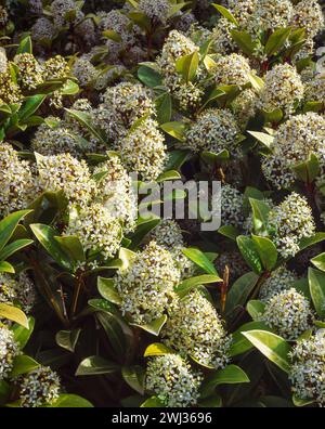 Skimmia Japonica 'Rockyfield Green' con foglie sempreverdi e fiori bianchi che crescono nel giardino inglese, Inghilterra, Regno Unito Foto Stock
