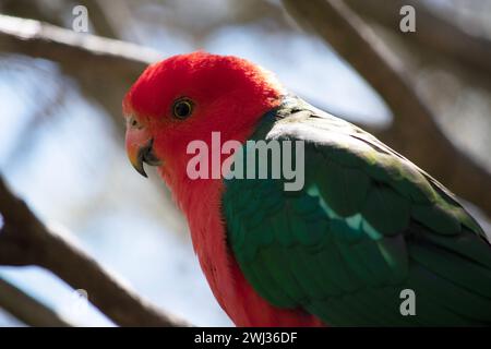 Il pappagallo australiano ha una pancia rossa e una schiena verde, con ali verdi e una lunga coda verde. I maschi australiani King-Parrots sono l'unico Aus Foto Stock