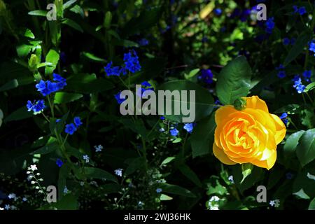 Giardino primaverile con rosa giallo brillante che fiorisce Foto Stock