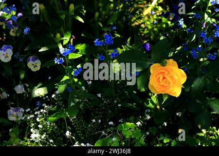 Giardino primaverile con rosa giallo brillante che fiorisce Foto Stock