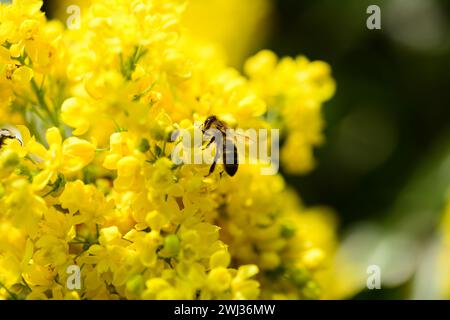 Bella Mahonia fiorita gialla con api, in primavera. Foto Stock