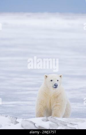 Orso polare, Ursus maritimus, cucciolo lungo un'isola barriera sulla costa artica in attesa del congelamento dell'oceano ANWR Alaska Foto Stock