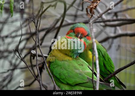 Il lorikeet muschiato è principalmente verde ed è identificato dalla fronte rossa, dalla corona blu e da una distintiva fascia gialla sull'ala. Foto Stock