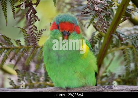 Il lorikeet muschiato è principalmente verde ed è identificato dalla fronte rossa, dalla corona blu e da una distintiva fascia gialla sull'ala. Foto Stock