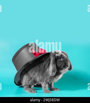 Coniglio nano con orecchie a lupo accanto a un cappello nero cilindrico su sfondo turchese Foto Stock