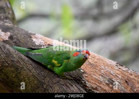 Il lorikeet muschiato è principalmente verde ed è identificato dalla fronte rossa, dalla corona blu e da una distintiva fascia gialla sull'ala. Foto Stock