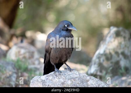 I Ravens australiani sono neri con occhi bianchi negli adulti. Le piume sulla gola (hackles) sono più lunghe che in altre specie Foto Stock