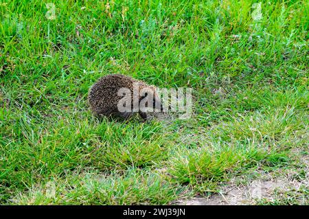 Giovane riccio su erba verde estiva. Foto Stock