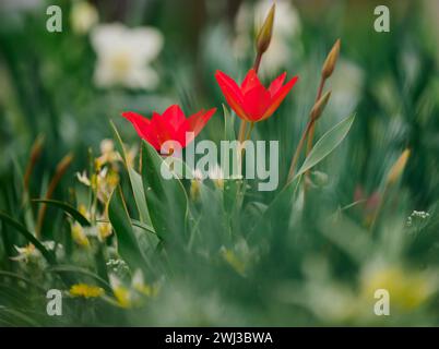 Tulipani rossi fioriti nel giardino tra erba verde, giorno primaverile Foto Stock