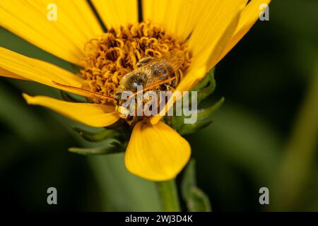 Ape di girasole dalle corna lunghe su girasole maximilian. Conservazione di insetti e natura, conservazione dell'habitat e giardino di fiori sul retro Foto Stock