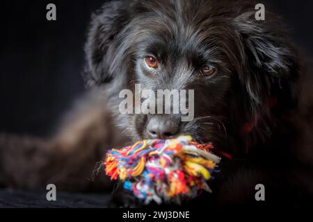 Ritratto di cucciolo di cane nero con giocattolo a corda di nodo Foto Stock