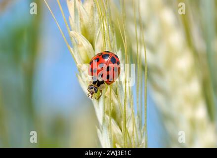 Asian Ladybird (Harmonia axyridis) macro su un orecchio verde chiaro di grano Foto Stock