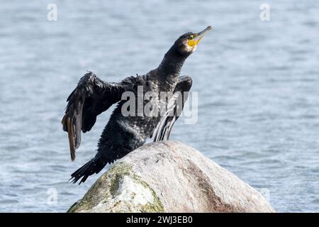 Grande cormorano che sbarca dopo la pesca Foto Stock