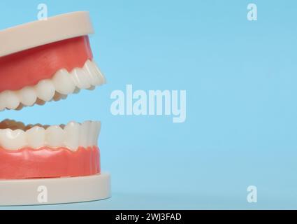 Modello in plastica di una mascella umana con denti bianchi su sfondo blu Foto Stock