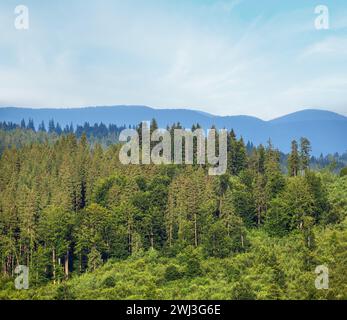 Pittoresca campagna estiva di montagna carpazi, Ucraina. Foto Stock