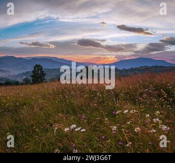 Estate crepuscolo Carpazi montagna campagna prati. Con bellissimi fiori selvatici Foto Stock