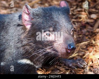 Un ritratto ravvicinato di un incredibile e distintivo Diavolo della Tasmania in una notevole bellezza. Foto Stock