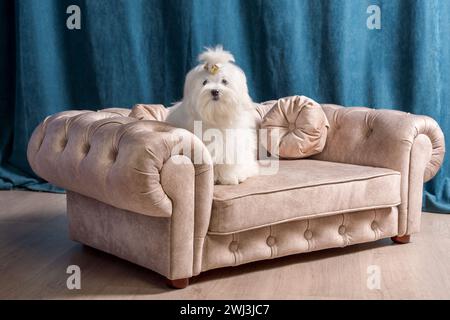 Cane bianco maltese seduto su un piccolo divano beige su uno sfondo di tende blu scuro Foto Stock