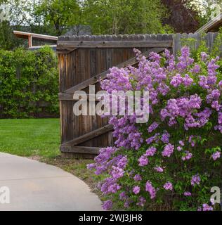 Un grazioso cespuglio lilla in piena fioritura all'ingresso di una casa vicino al vialetto durante la primavera. Foto Stock