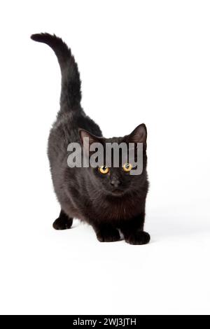 Un gattino energico gode di un po' di tempo di gioco Foto Stock