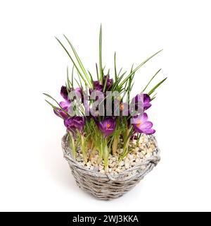 Fiori di croco in vaso, isolati Foto Stock