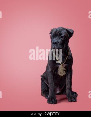 Un cucciolo di cane corso su sfondo colorato Foto Stock