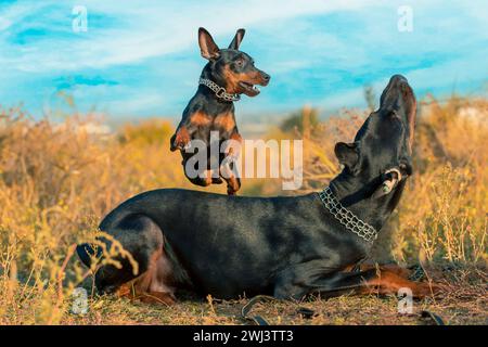 Schnauzer in miniatura salta su un Doberman in una passeggiata nel parco Foto Stock