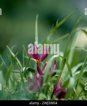 Tulipani rossi fioriti nel giardino tra erba verde, giorno primaverile Foto Stock