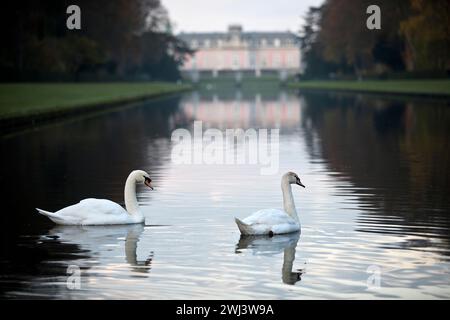 Due cigni sulla Spiegelweiher di fronte al castello di Benrath, Duesseldorf, Germania, Europa Foto Stock