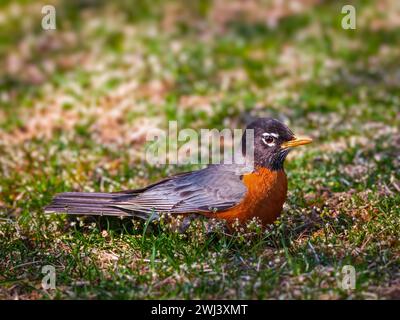 un robin americano che riposa sull'erba Foto Stock