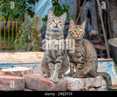 Due gatti randagi seduti su mattoni Foto Stock