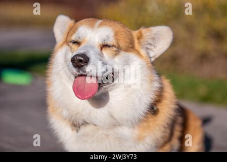 Primo piano ritratto del cane gallese Corgi Pembroke sorridente in un parco in estate Foto Stock