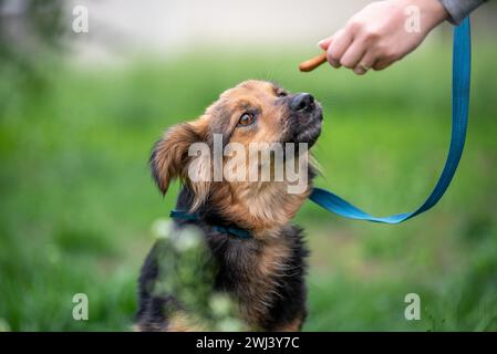 Trattare per cani femmina mano che alimenta un cane mongrel su un guinzaglio nel parco Foto Stock