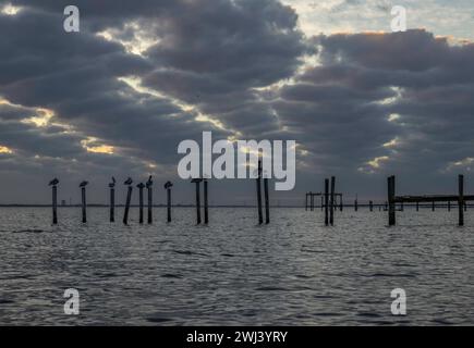 Early Bird ottiene il worm Foto Stock