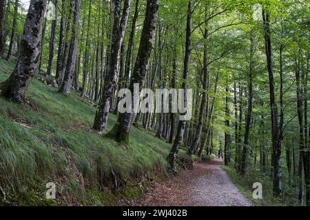 Faggeta nei pressi di Lizarrusti Foto Stock