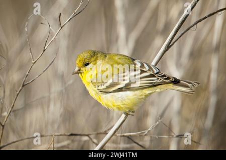 Goldfinch era arroccato su una piccola diramazione. Foto Stock