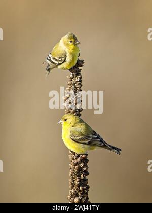 Due porcellane arroccate su una pianta di mullein. Foto Stock