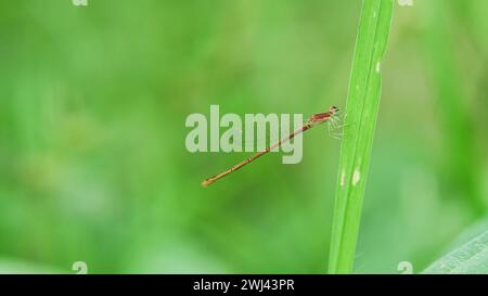 Un piccolo Damsefly rosso arroccato sul ramo su sfondo verde Foto Stock