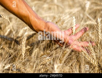 Contadini uomini che toccano spikelets di grano sul campo Foto Stock