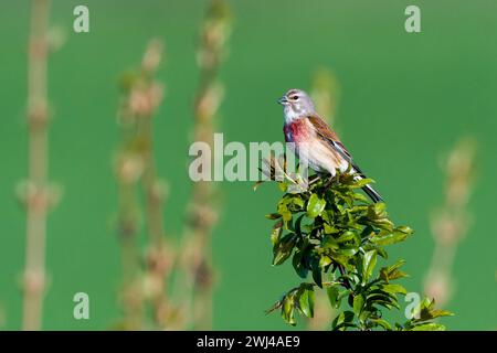 Linnet comune (Linaria cannabina) maschio Foto Stock