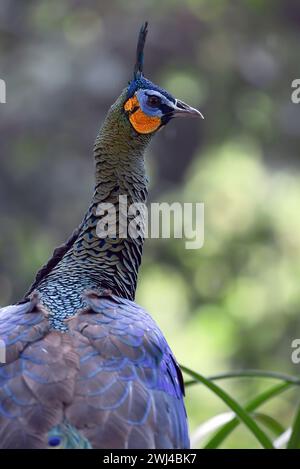 Bellissimo pavone verde di giava nella foresta Foto Stock