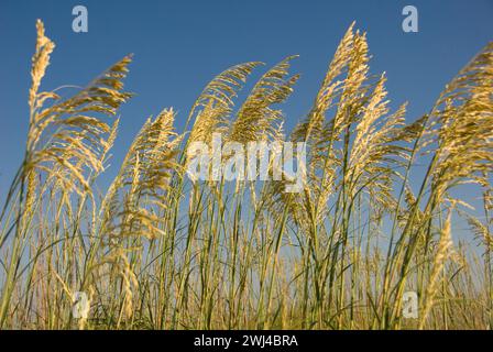 Le dune di sabbia del litorale di Outer Banks, nella Carolina del Nord, crescono avena e erba Foto Stock