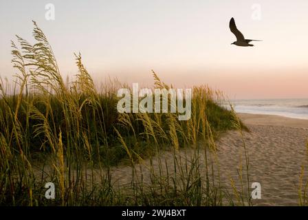 Alba - l'avena marina e l'erba crescono sulle dune di sabbia del litorale di Outer Banks nel North Carolina Foto Stock