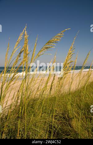 L'avena marina e l'erba crescono sulle dune di sabbia del litorale delle Outer Banks del North Carolina - 708NCVA Foto Stock